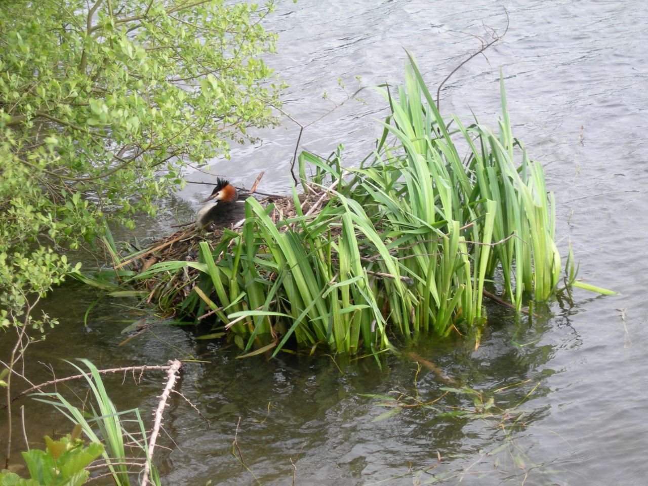 Great Crested Grebe&apos;s Nest on Ridgegate