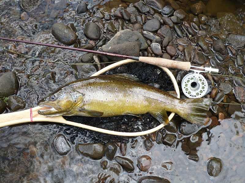 3lb+ Trout from Back Dane at Watersmeet