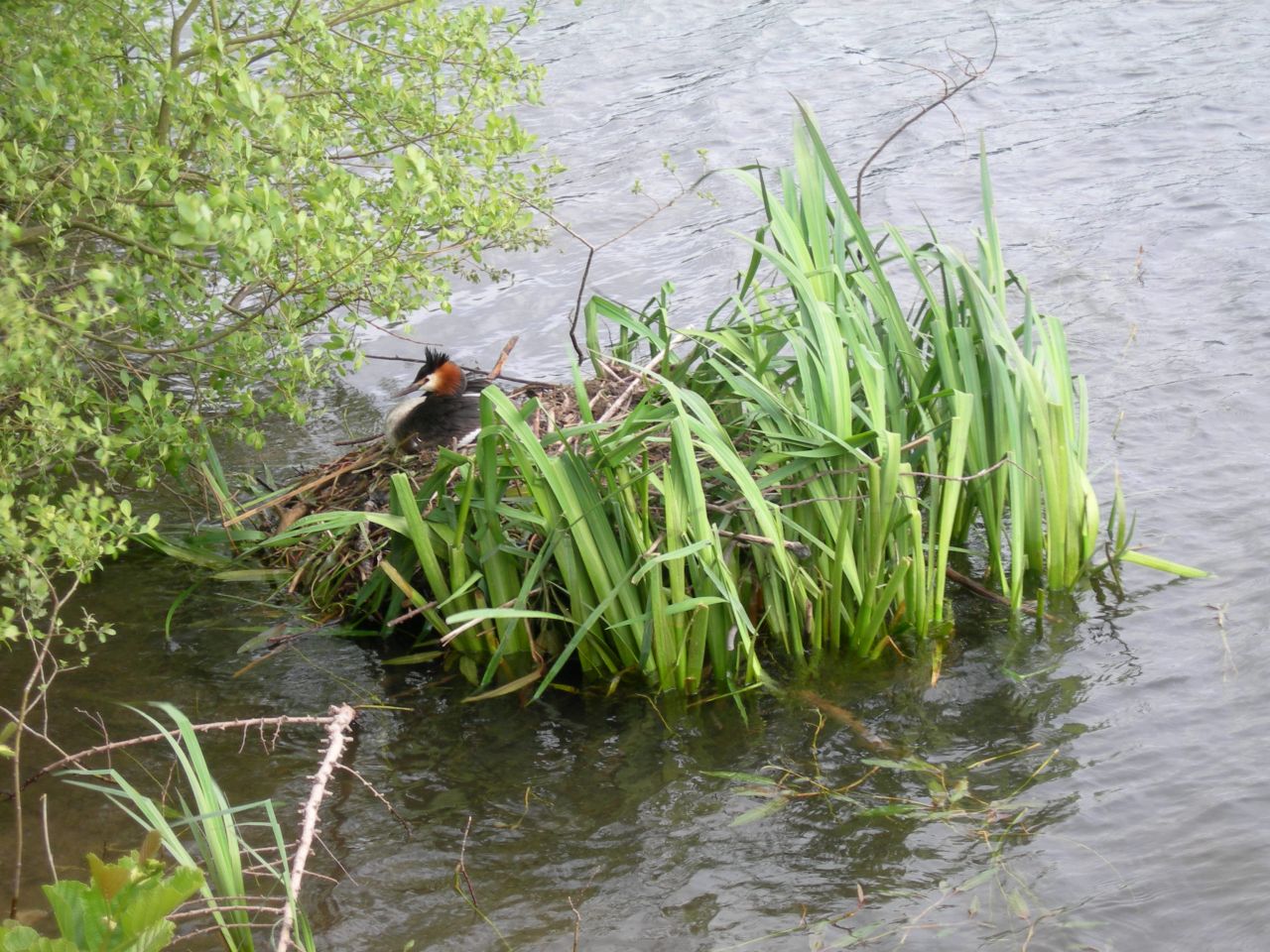 Great Crested Grebe's Nest on Ridgegate